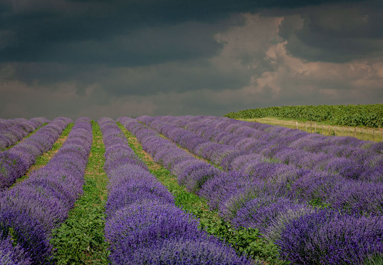 Scenic view of lavender field against stormy sky