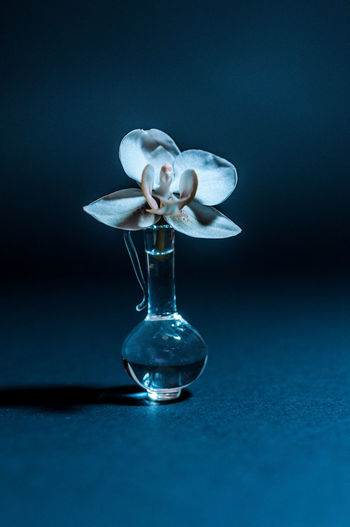 Close-up of an orchid. flower in a small glass bottle