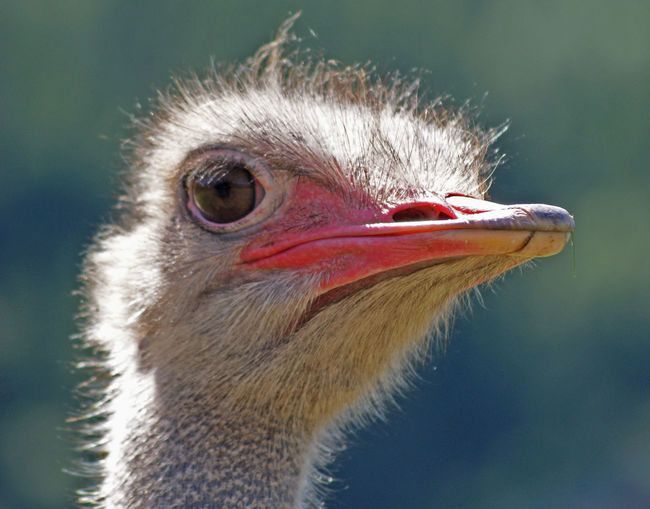 Close-up of a ostrich bird looking away