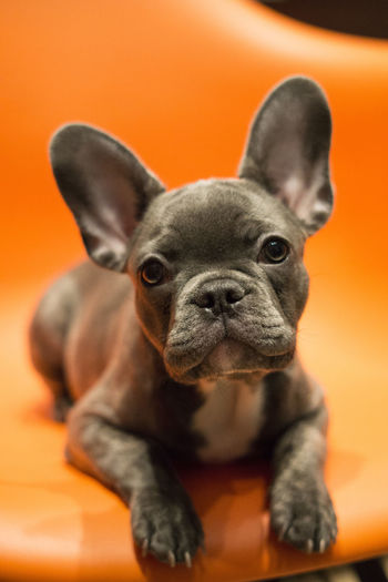 French bulldog puppy lies on a bright orange background, funny tilting his head to the side