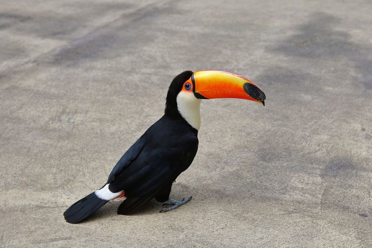 High angle view of bird, toucan