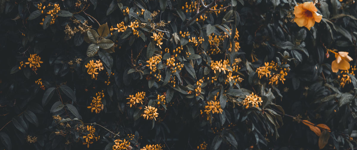 Soft moody cinematic shot of orange flowering plants in dark garden