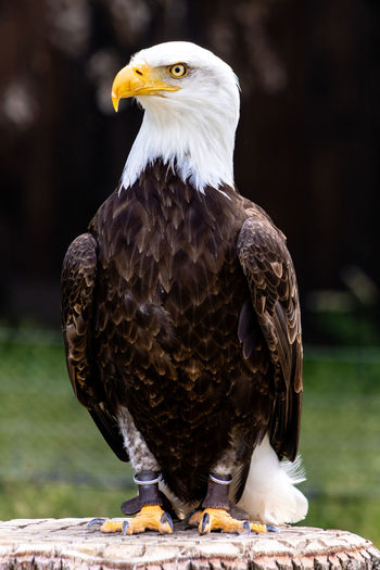 Close-up of eagle perching on wood