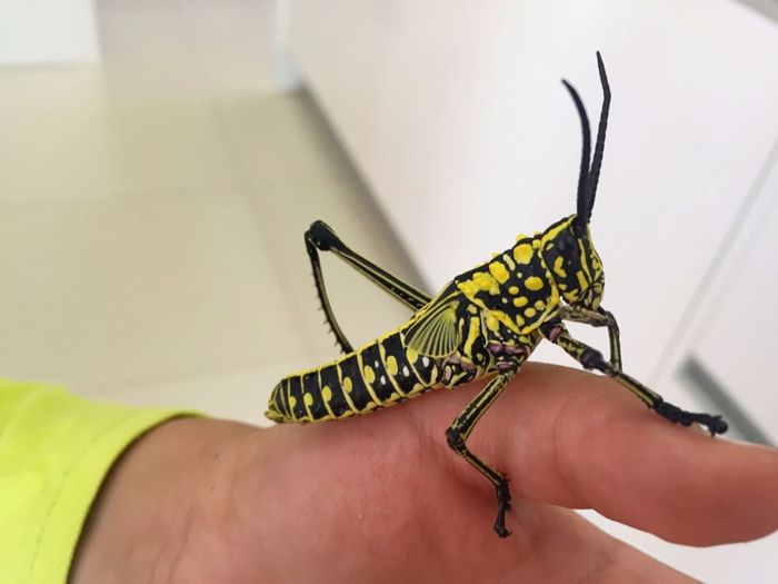 Close-up of hand on insect