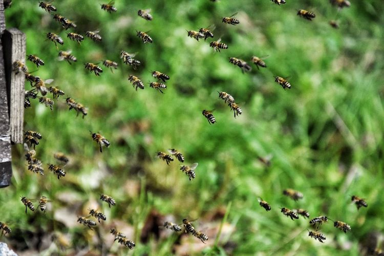 Honey bees flying in mid-air