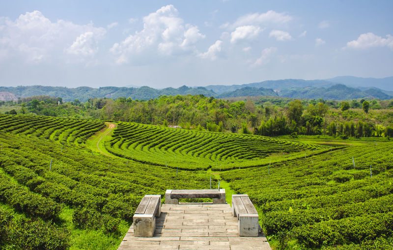Beautiful scenery of choui fong tea plantation at mae chan, chiang rai province in thailand