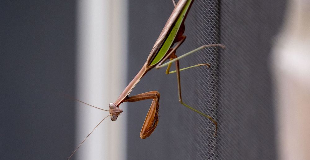 Close-up of a praying mantis insect on the wall