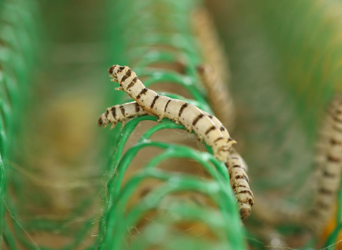 High angle view of silkworms on chainlink fence