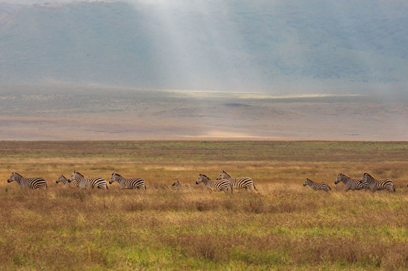 Horses grazing on field