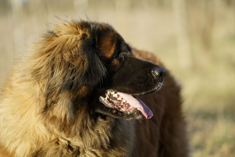 Close-up of dog looking away