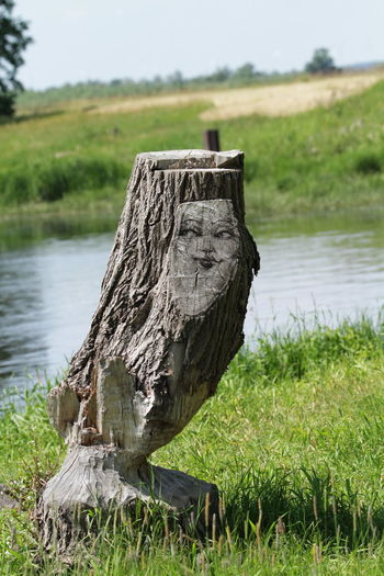 Driftwood on wood by lake 