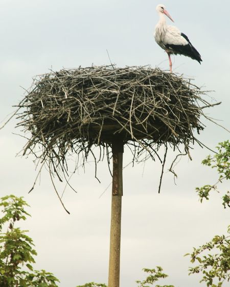 Low angle view of bird perching on wooden post against sky