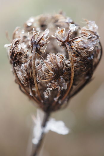 Close-up of dried plant on table