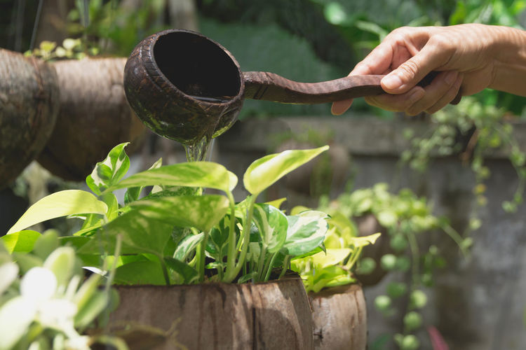 Cropped hand of woman watering plants with ladle