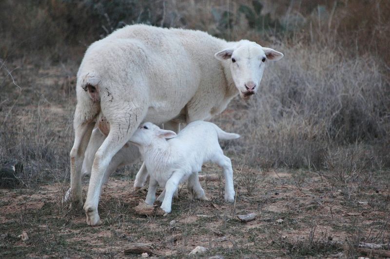 Sheep feeding lambs on field