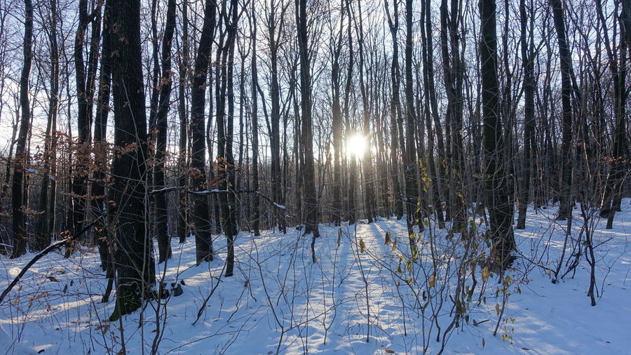 Bare trees on snow covered land