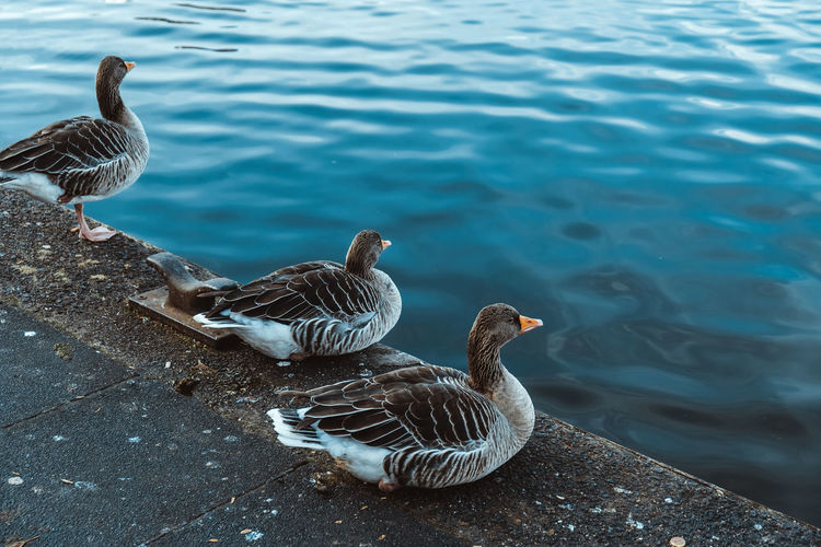 High angle view of ducks sitting near lake alster 
