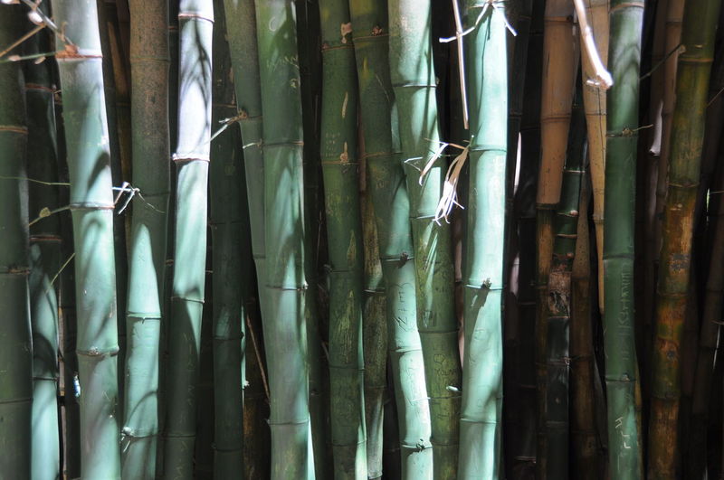 Close-up of bamboo