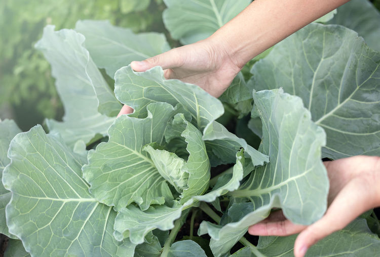 Cabbage vegetable