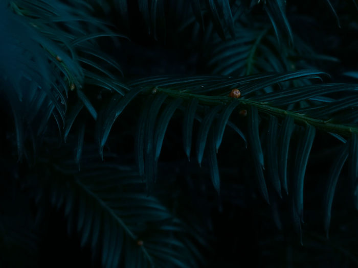 Full frame shot of plants at night