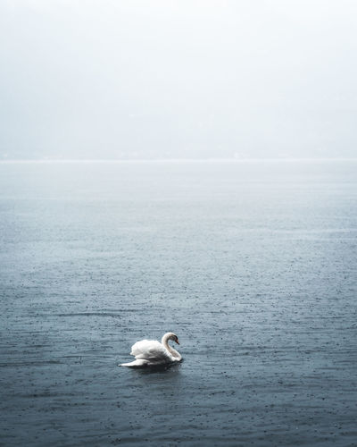 Swan swimming in sea against sky