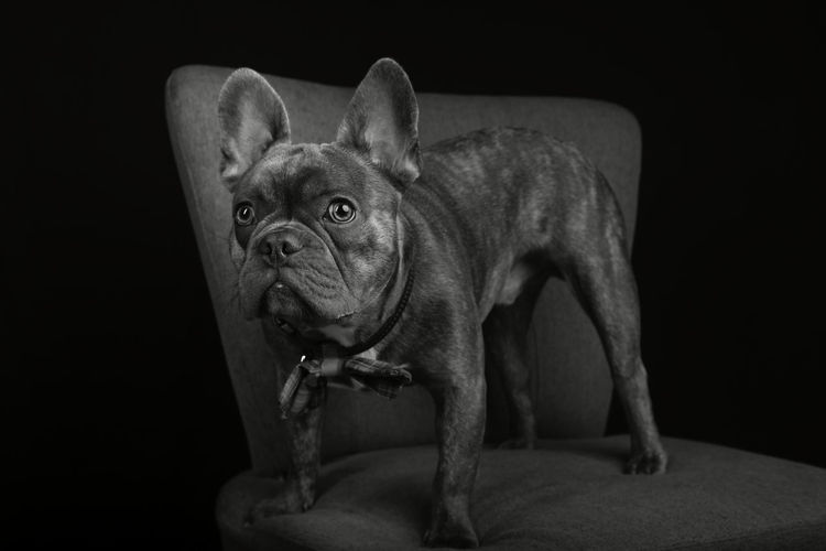 Portrait of a french bulldog on a chair