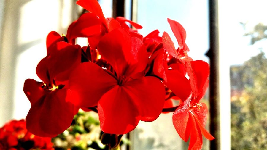 Close-up of red flowering plants