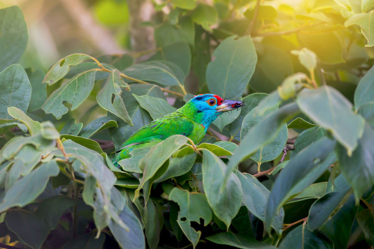 Close-up of bird perching on plant