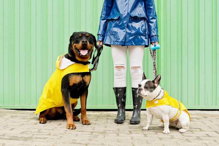 Dogs standing with dog