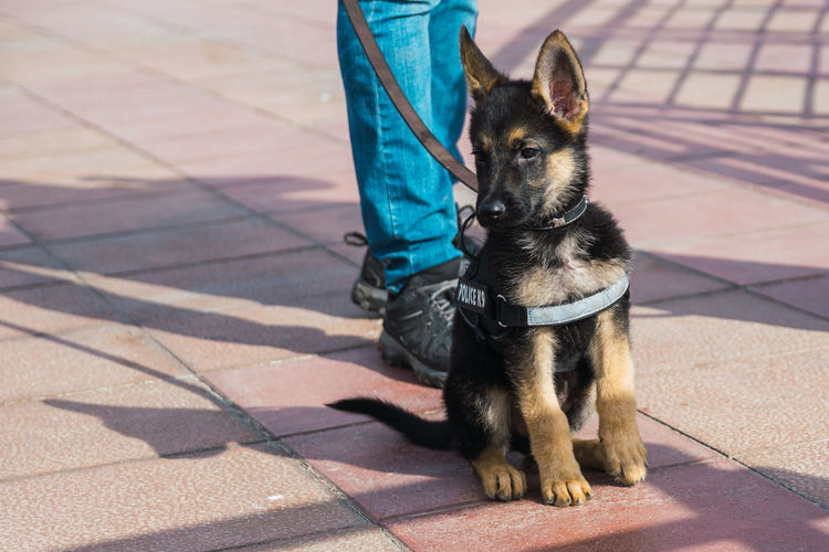 Puppy in the beach with the legend police k9 on his body. playful.