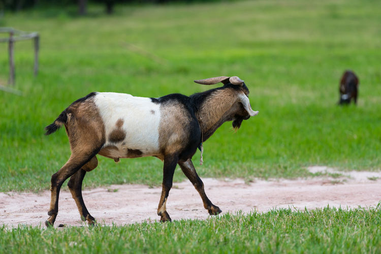 Goat running on grassy field