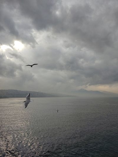 Seagull flying over sea against sky