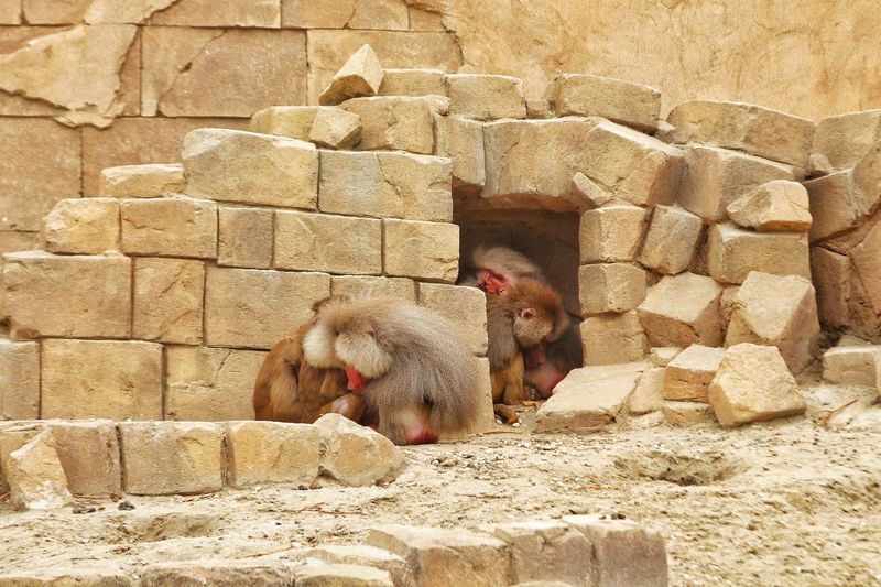 Baboons sleeping against rocks at zoo