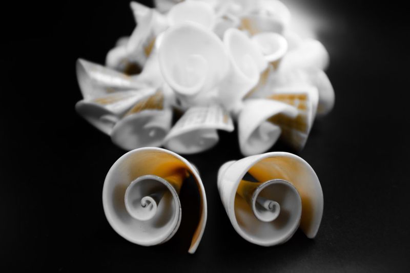 Close-up of seashells against dark background