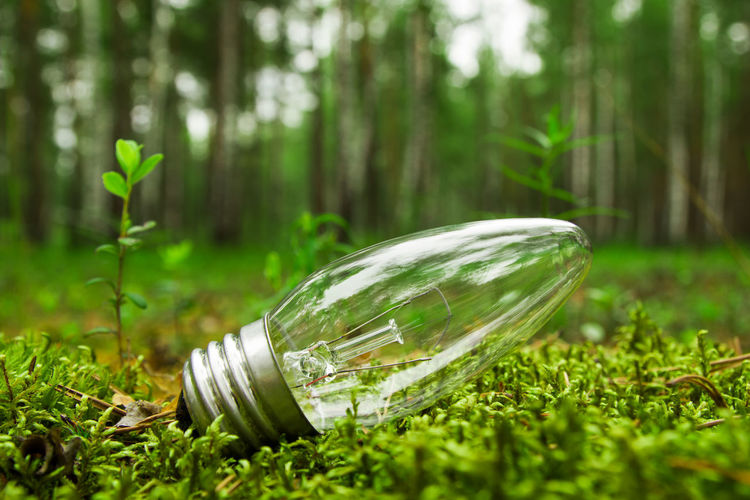 Close-up of green light bulb on field