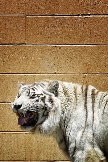 White tiger standing against wall