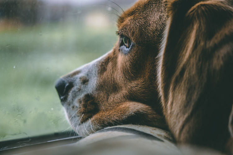 A beagle dog lies on a pillow and looks thoughtfully out the window, it is raining outside. bored