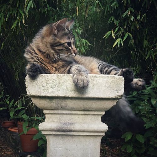 Cat sitting in backyard