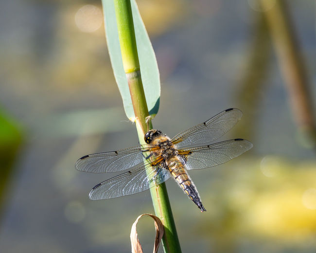 Close-up of dragonfly on plant