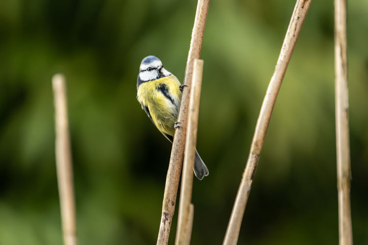 Close-up of bird perching on branch