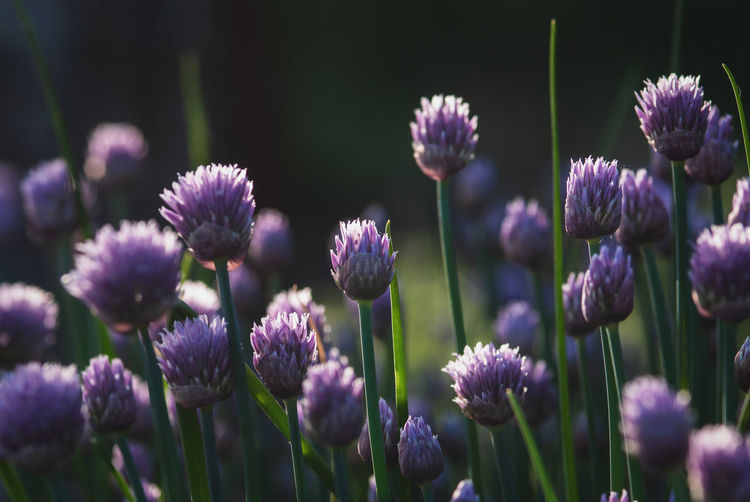 Purple chives flowers for nature backgrounds, dusk evening light