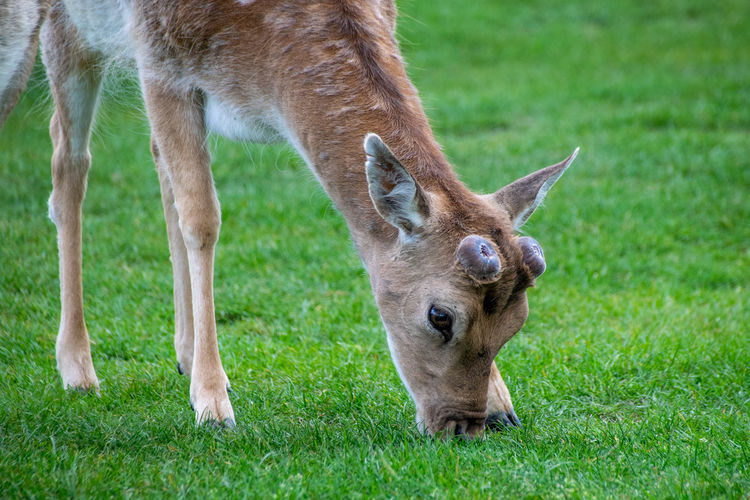 Velvet covering as new antlers grow on young fallow deer