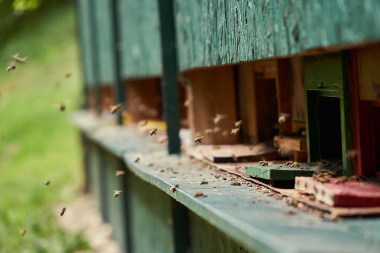 Close-up of honey bees buzzing by wooden containers