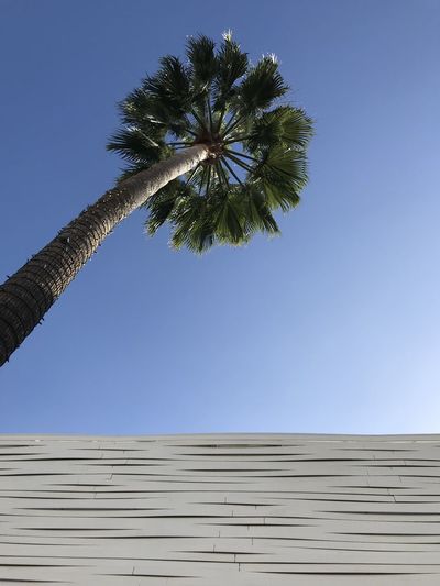 Low angle view of palm tree against clear blue sky on rodeo drive beverly hills