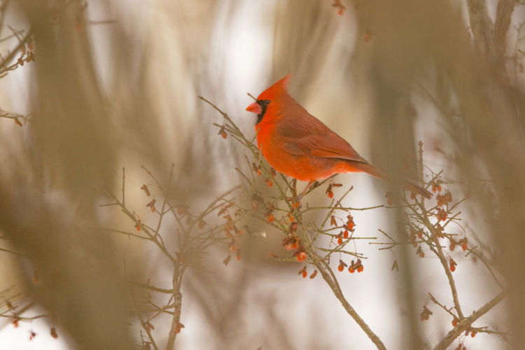 Male cardinal perched on bush in winter
