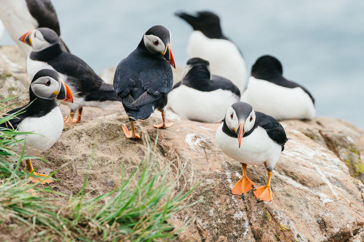Group of atlantic puffins standing on the cliffs of skomer island in pembrokeshire, west wales uk.