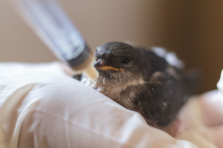 Close-up of a swallow baby bird