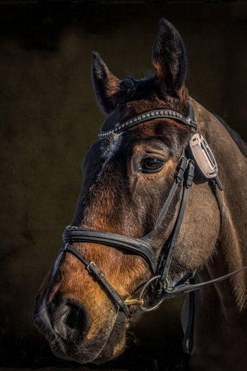 Close-up of horse