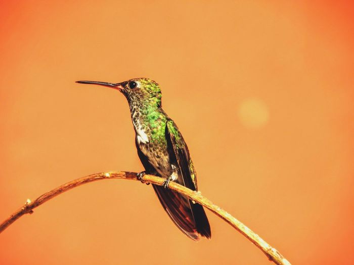Close-up of hummingbird perching on twig