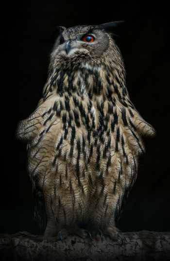 Close-up of owl perching on black background